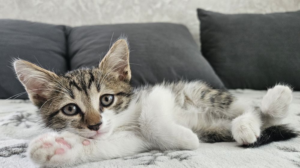 В добрые руки  котёнок