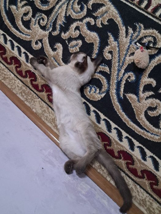 Продаётся Сиамский котик