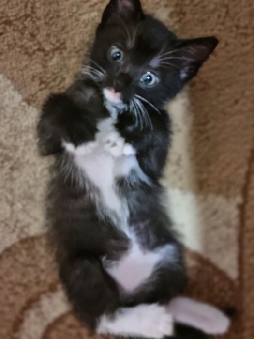 Ұл мысық кішкентай