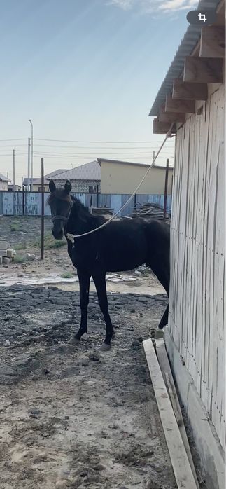 Тай сатылады Қалада тұр