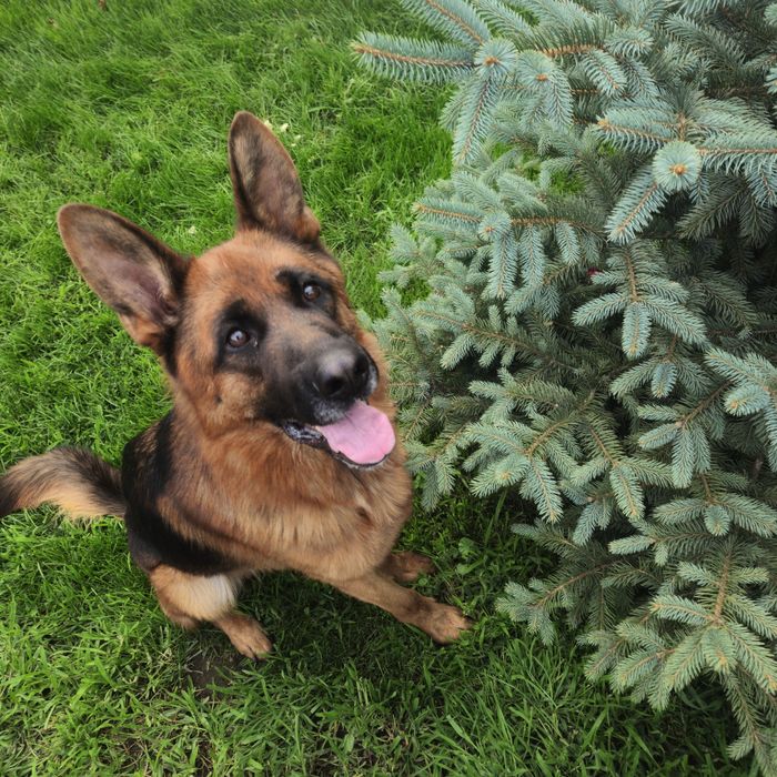 Вязка Немецкая овчарка