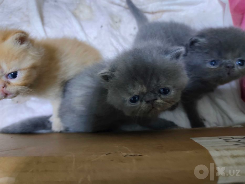 Кошки породы экзот