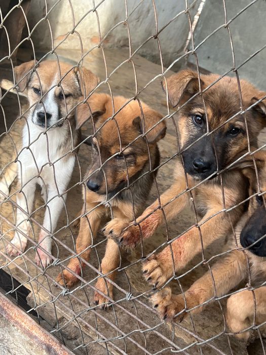 Щенки метисы крупные гавкающие