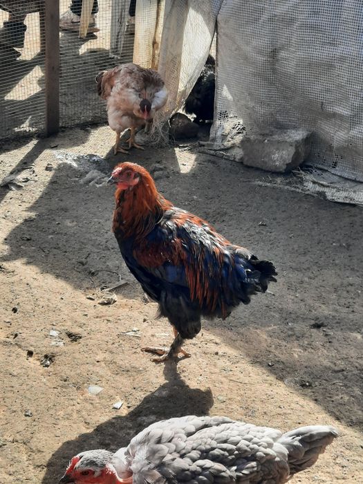 Vând găini și cocoși 100 lei bucata