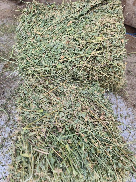 Vând baloti de lucerna