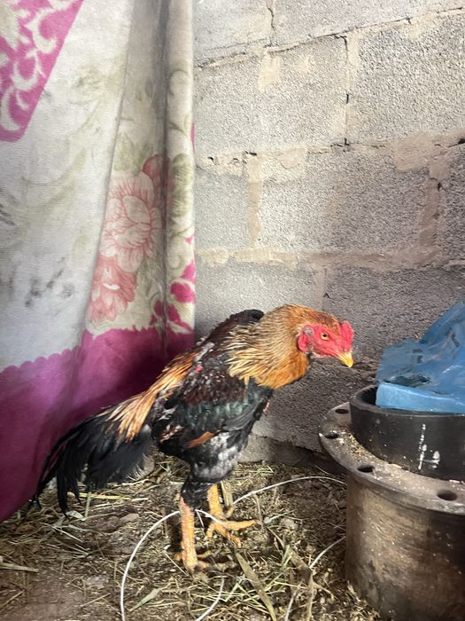 Продам дакан петух