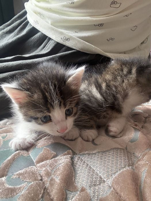 Падорю котят в добрые руки