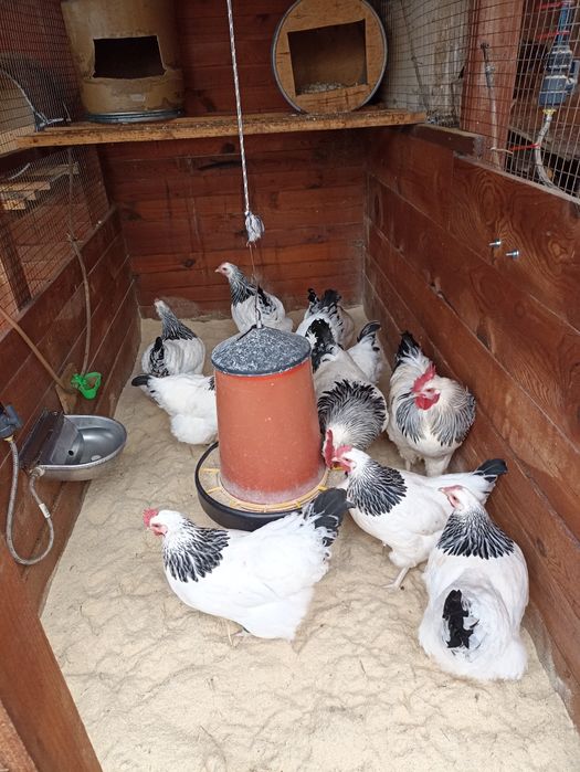 Разплодни/оплодени яйца