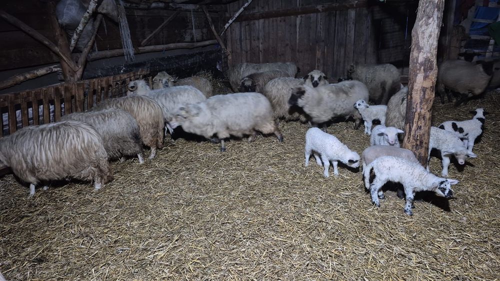 Vand oi ,250 capete ,de tinut si de carne