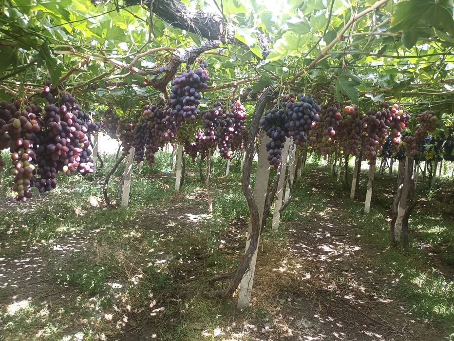 Теплицы лимонария и кумкват, мандарин. Виноградник