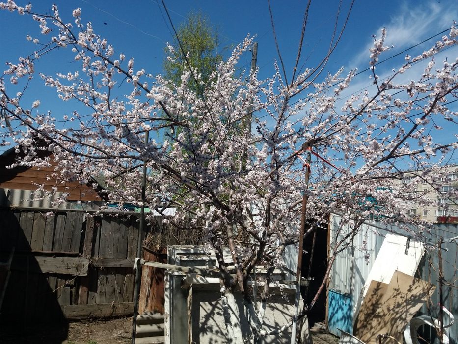 Продам дачу, без долгов