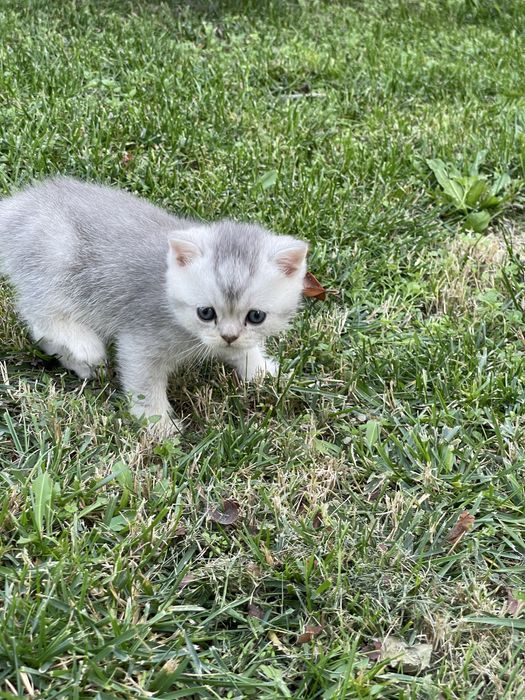 Котята порода шиншилл