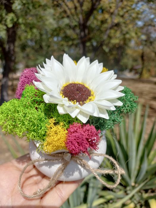 Керамична кашпа или дървено пънче с коронка от скандинавски мъх