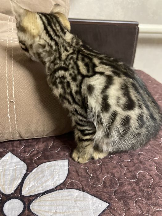 Бенгальские котята