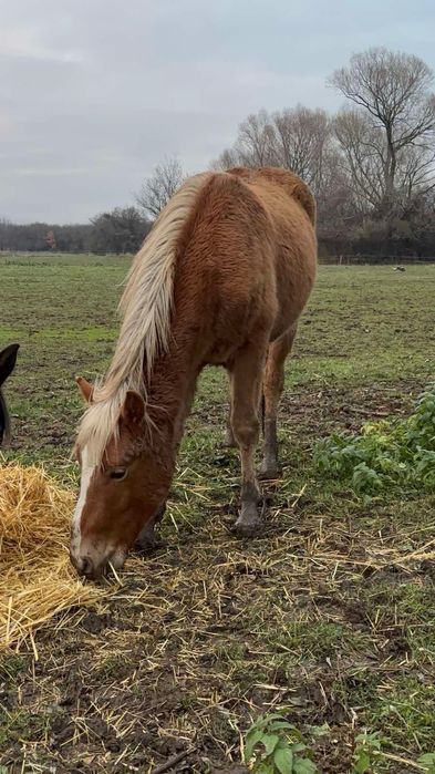 Продавам младо конче