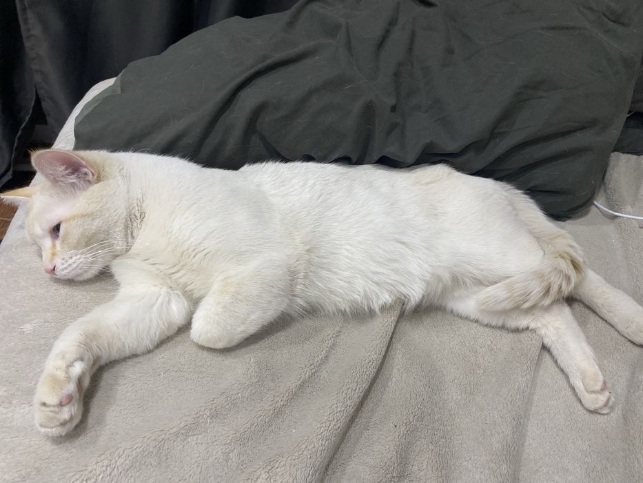 Отдам кота в добрые руки