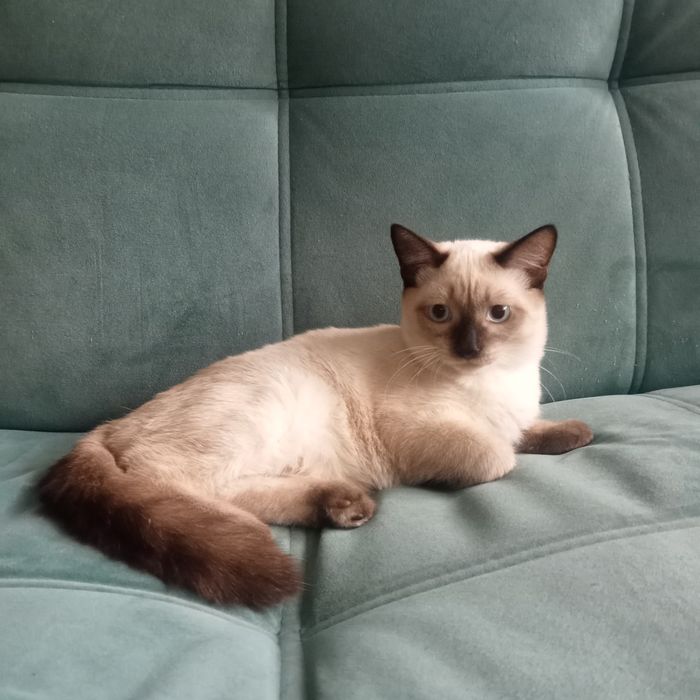 Отдам котика в надёжные добрые руки.