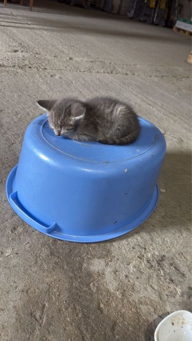 Отдам котят мальчиков в добрые руки
