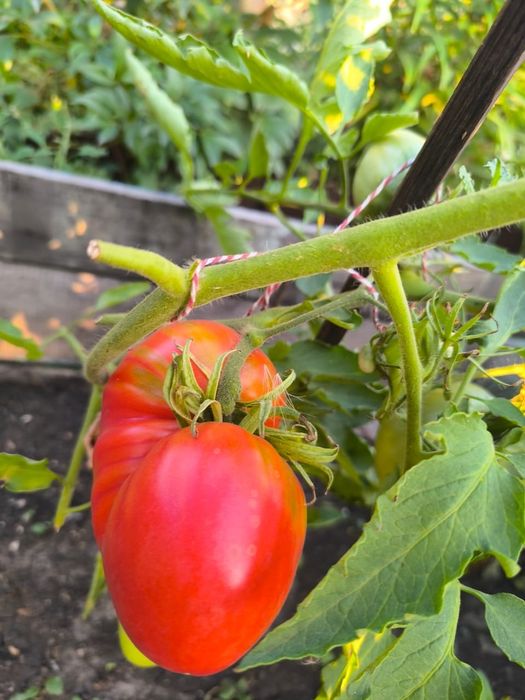 Продам помидоры домашние