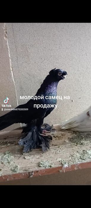 Например lPhome11