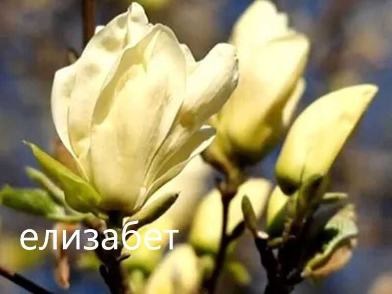 Магнолия - Magnolia НАЛИЧНИ 21 ВИДА Студоустoйчиви