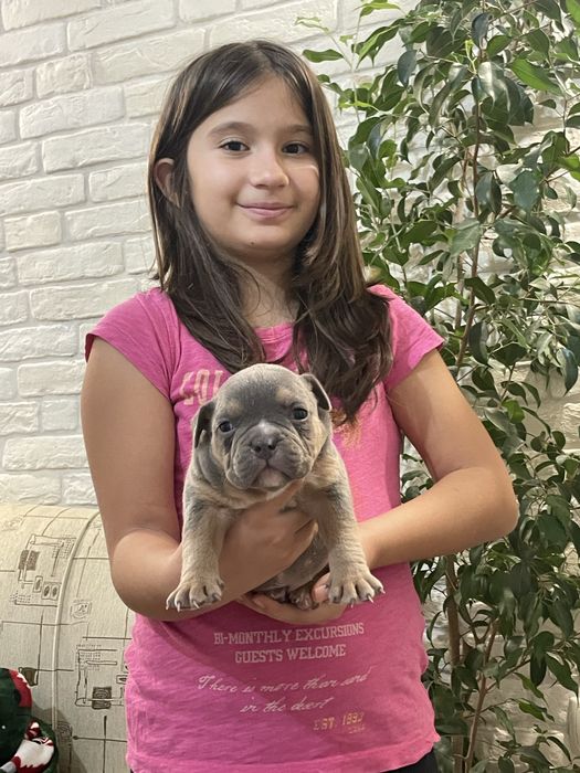 ТОП Реални ПОКЕТ Американско були / Трицветни