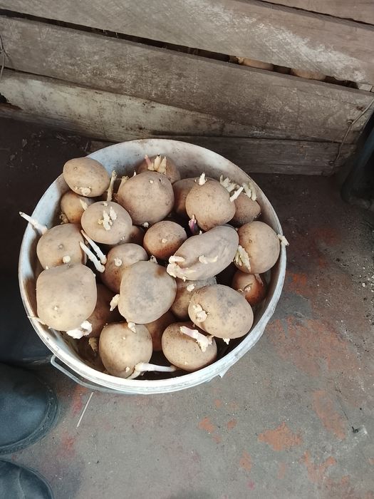 Продам семеную картощку