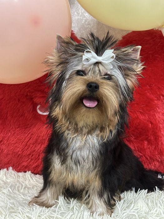 Супер малыш йоркширский терьер