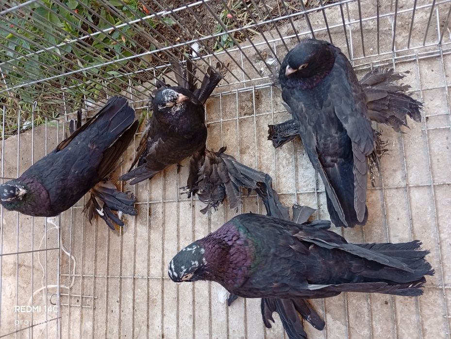 Голуби  Телеграмдан ёзинг