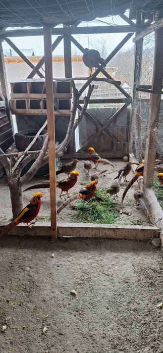 Fazani auriu pe rosu,pauni,struti nandu!