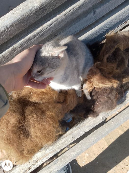 Кошка, ласковая, девочка