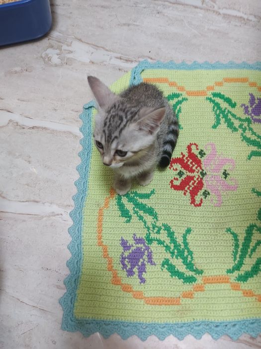 Красивая кошечка