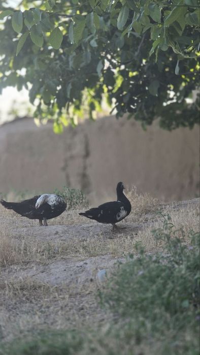Zor narxlarda indautka sotiladiiii