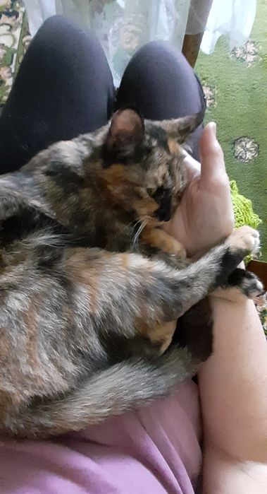 Кошка Лиза ищет себе семью.