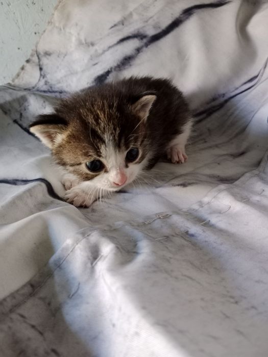 Отдам котят даром