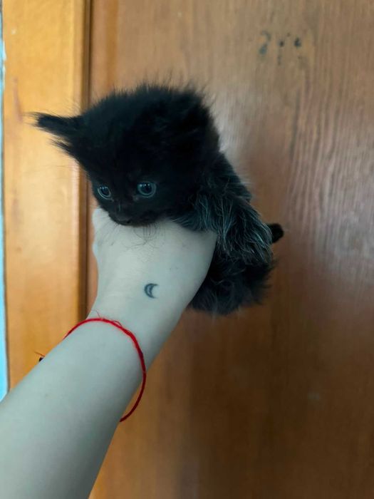 Отдам красивых котят!!!