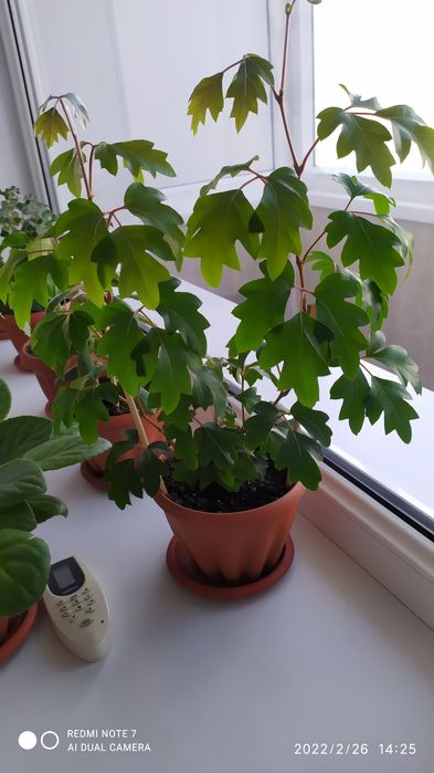 Продам комнатные цветы