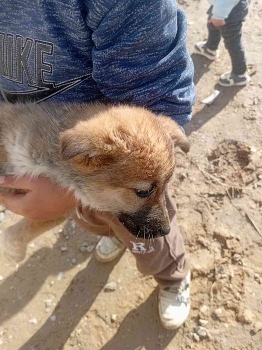 4 та кучукча хадияга