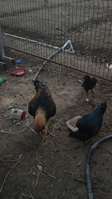 Дакан пары сатылады