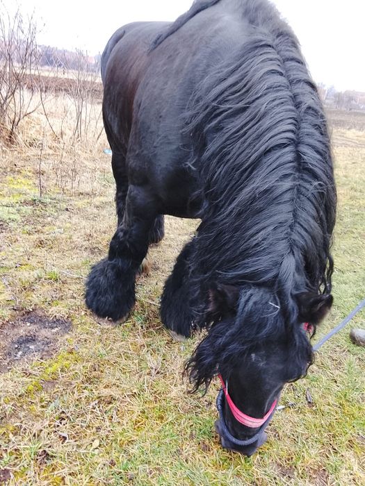 Vând sau schimb armăsar cu forme maxime și produși de top