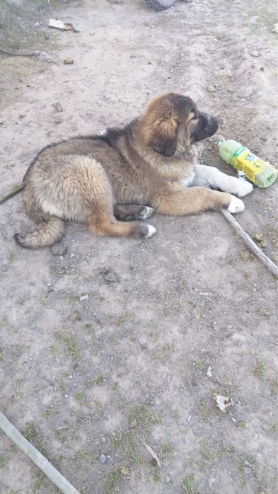 Төбет күшік сатылады