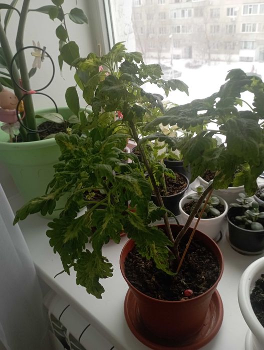 Колеус цветок комнатный