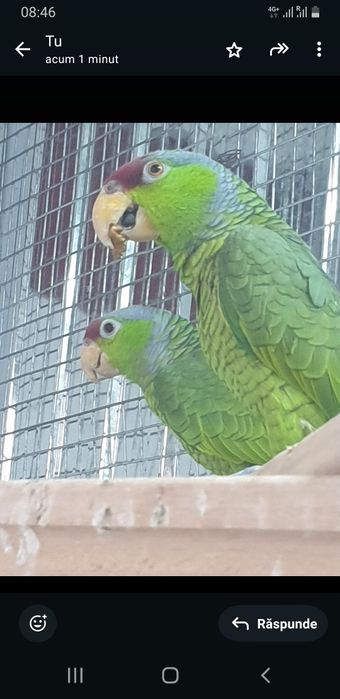 Papagali amazon vinci maturi