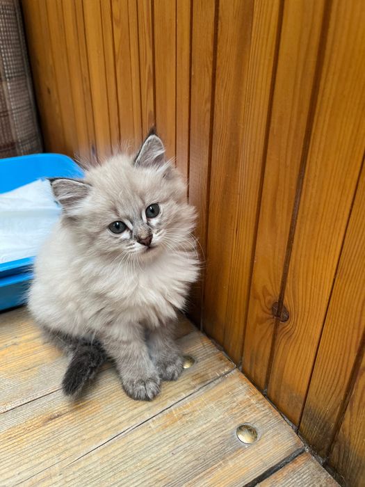 Отдам котенка в добрые руки