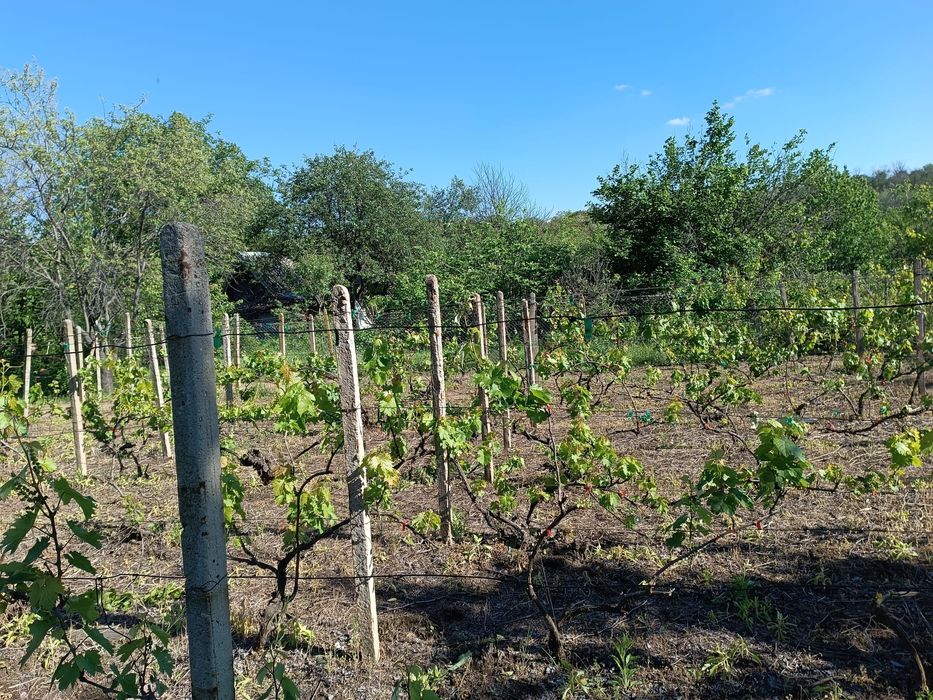 Продава се Къща в Русе, Долапите - 1100 кв.м за 26 €/кв.м - Снимка #2