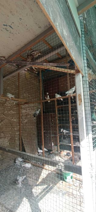 Кабутарлар оптом сотилади. Тошкент. Аниқ оладиган одам тел қисин