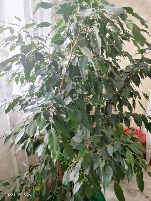 Фикус Бенджамина