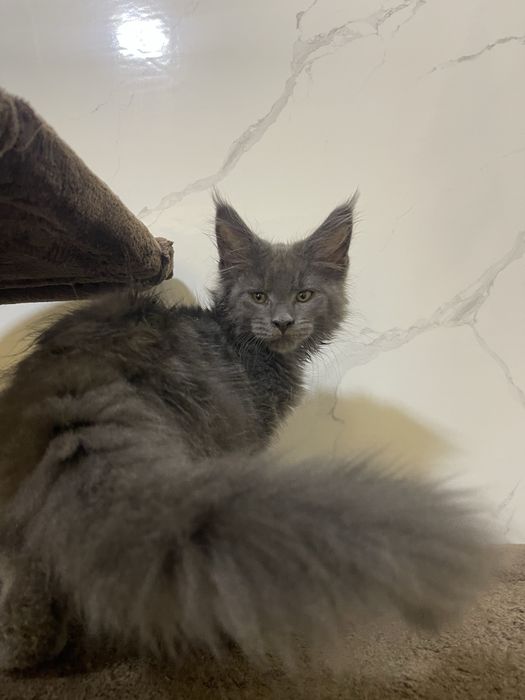 Мейн Кун котик.