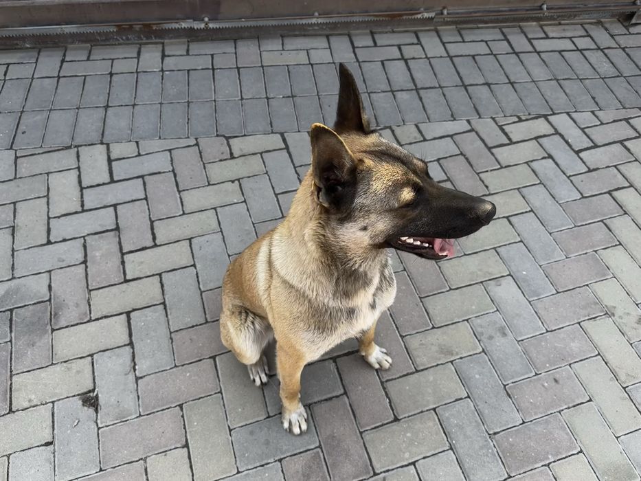 Бельгийская овчарка малинуа