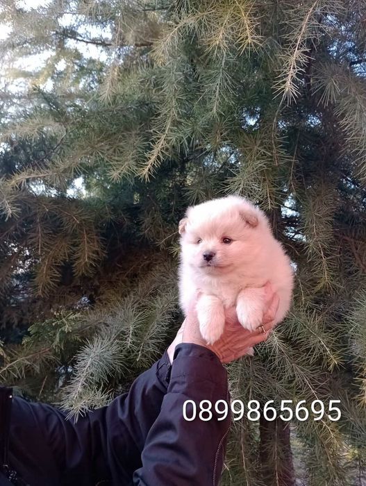 Бели и кремави Шпицлета!